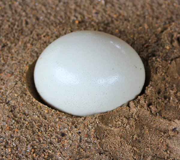 Ostrich egg — Stock Photo, Image