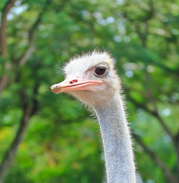 Ostrich — Stock Photo, Image