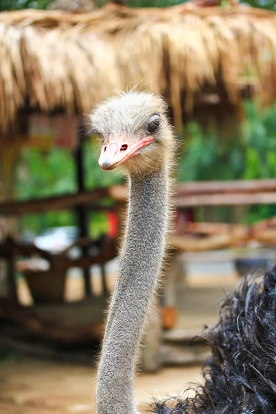 Ostrich — Stock Photo, Image