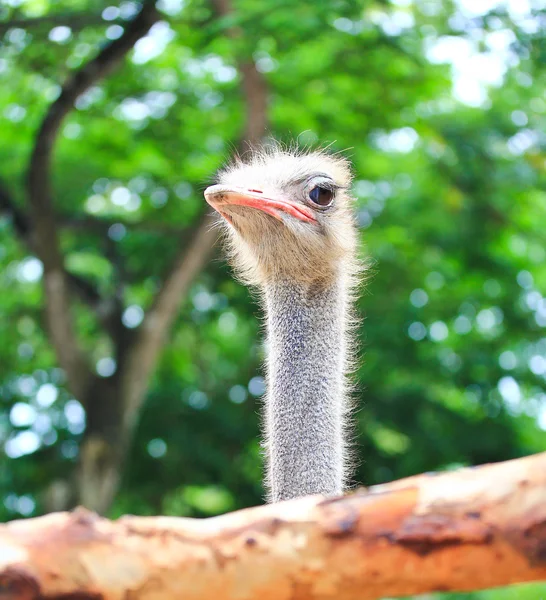 Struisvogel — Stockfoto