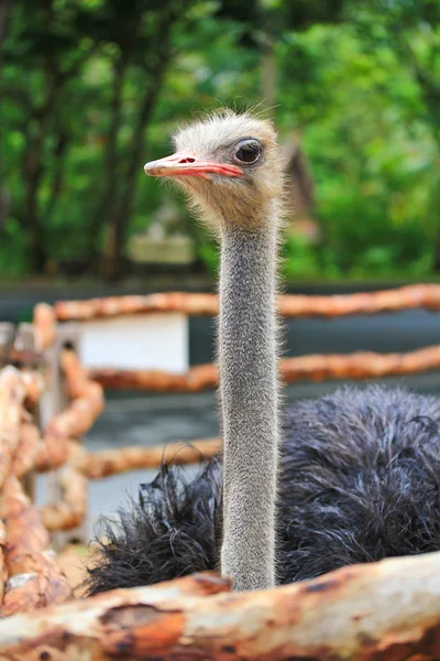 Ostrich — Stock Photo, Image