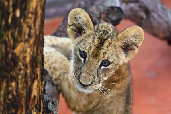 Cucciolo di leone — Foto Stock