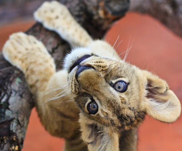 Leeuw cub Stockfoto