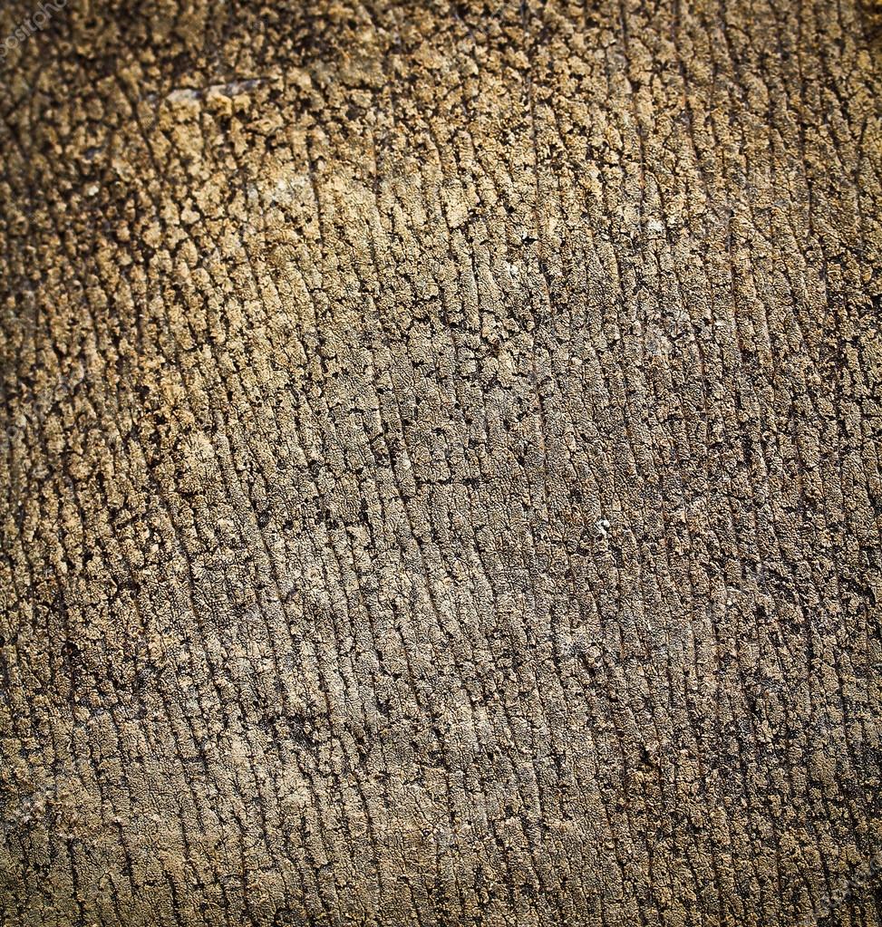 White Rhinoceros - Works in Progress - Blender Artists Community, image size:973x1023