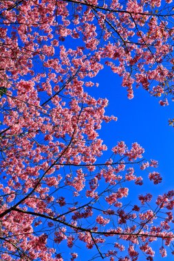 kiraz çiçeği yolu