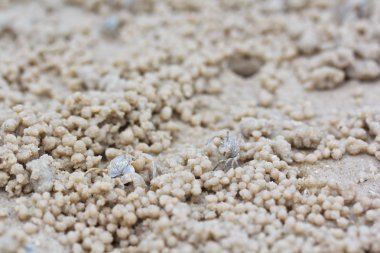 kum topları yapmadan Yengeç