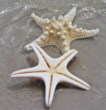 Deniz yıldızı ve kabuk