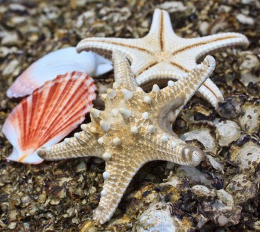 Deniz yıldızı ve kabuk