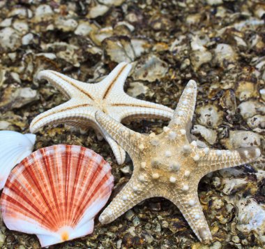 Deniz yıldızı ve kabuk