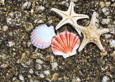 Deniz yıldızı ve kabuk