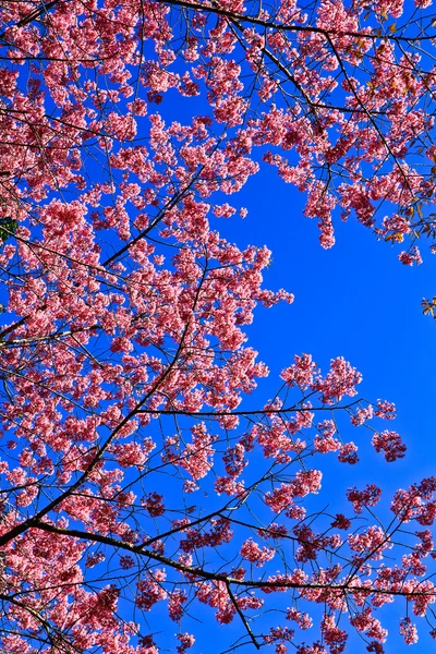 Třešňový květ cesta — Stock fotografie