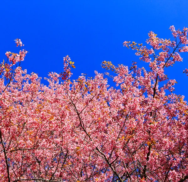 Percorso dei fiori di ciliegio — Foto Stock