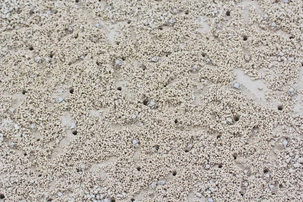Crab making sand balls — Stock Photo, Image