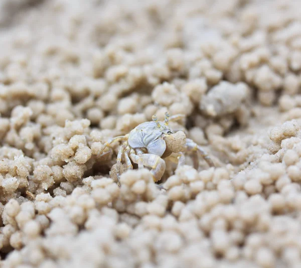 Krabí dělat pískové kuličky — Stock fotografie
