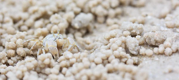 Krabbe gør sand bolde - Stock-foto