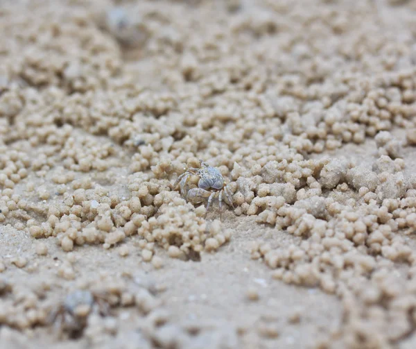 Krabbe som lager sandballer – stockfoto