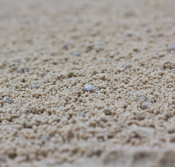 Crab making sand balls — Stock Photo, Image