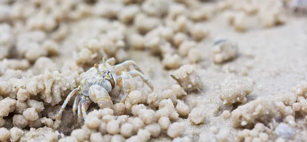 Crab making sand balls — Stock Photo, Image