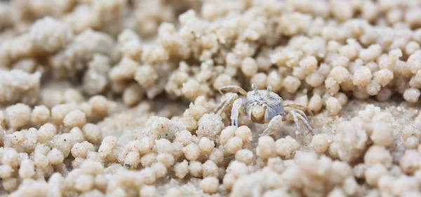 Crab making sand balls — Stock Photo, Image