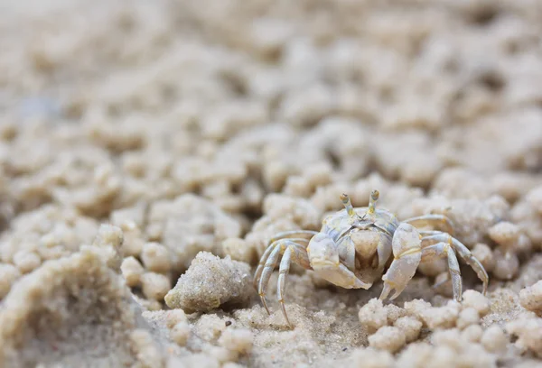 Crab making sand balls — Stock Photo, Image
