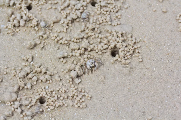 Krabí dělat pískové kuličky — Stock fotografie