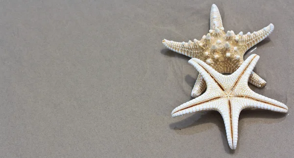 Sea star and shell — Stock Photo, Image