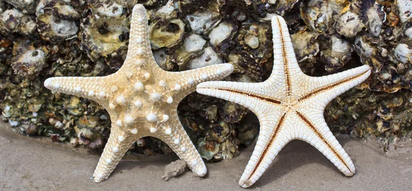 Sea star and shell — Stock Photo, Image