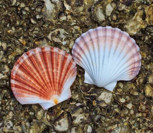 Sea star och shell — Stockfoto