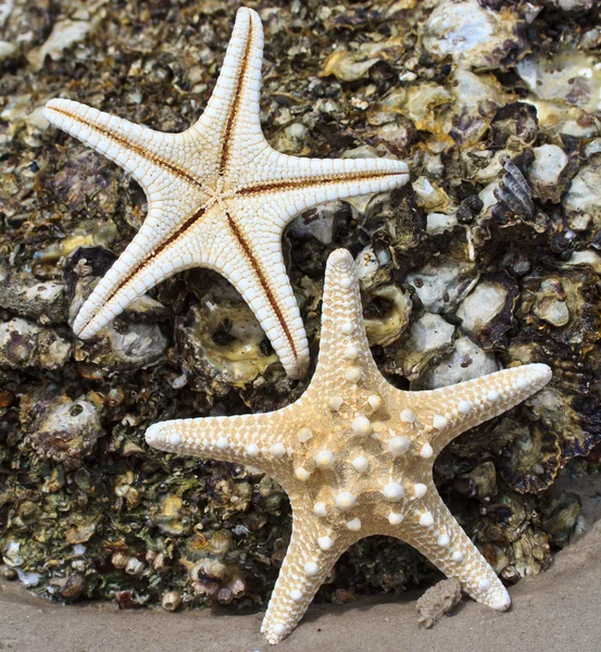 Sea star and shell — Stock Photo, Image