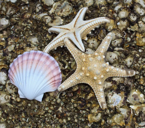 Sea star and shell — Stock Photo, Image