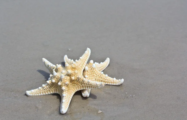 Sea star and shell — Stock Photo, Image
