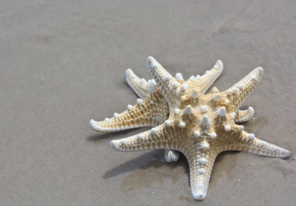 Sea star a shell — Stock fotografie