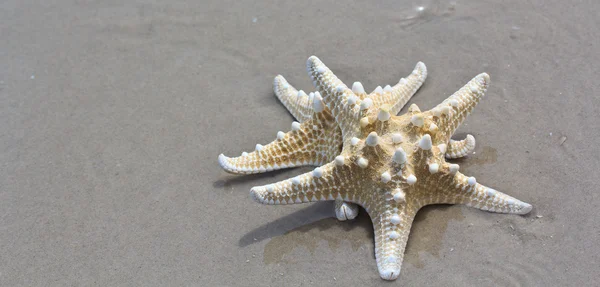 Sea star a shell — Stock fotografie