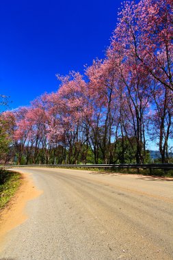 kiraz çiçeği yolu