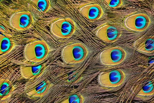 Peacock feathers — Stock Photo, Image