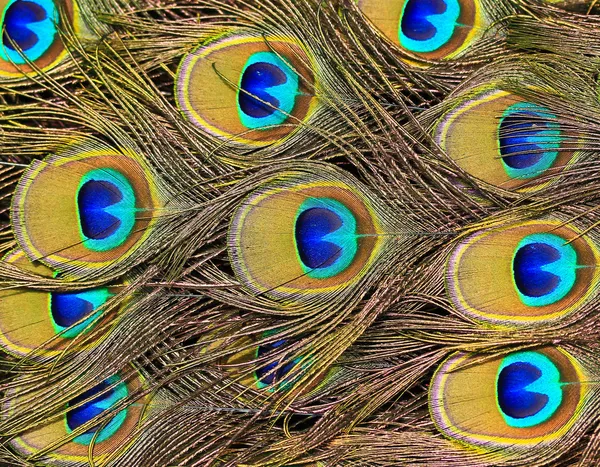 Peacock feathers — Stock Photo, Image