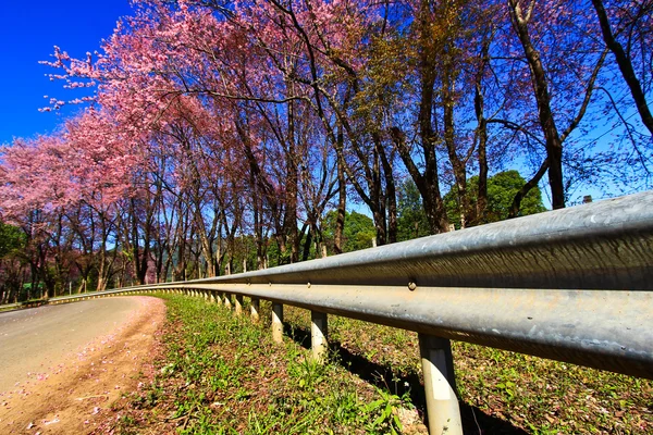 Cherry Blossom Pathway — Stock Photo, Image