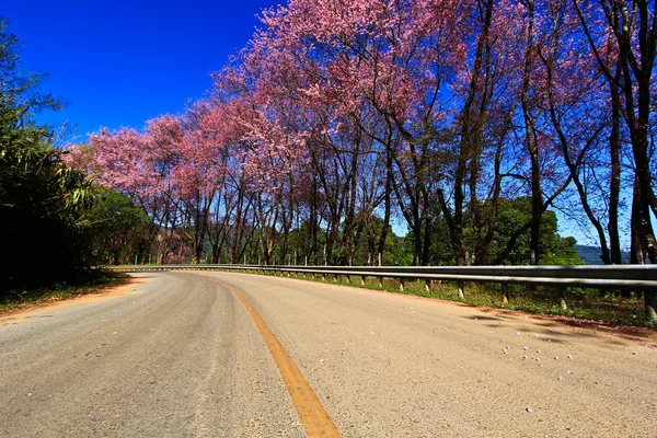 Kiraz çiçeği yolu — Stok fotoğraf