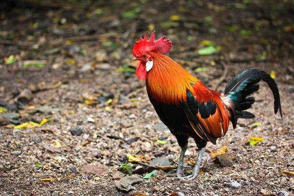 Bantam-Huhn — Stockfoto