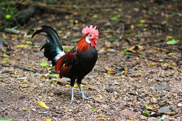 Bantam chicken — Stock Photo, Image