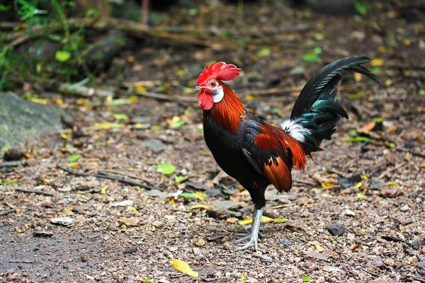 バンタム鶏 — ストック写真