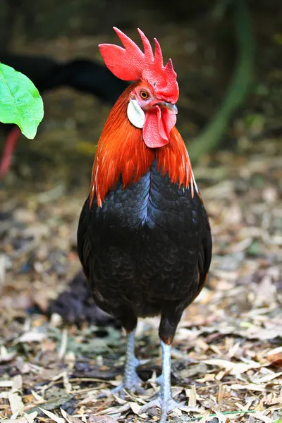 矮脚鸡鸡 — 图库照片