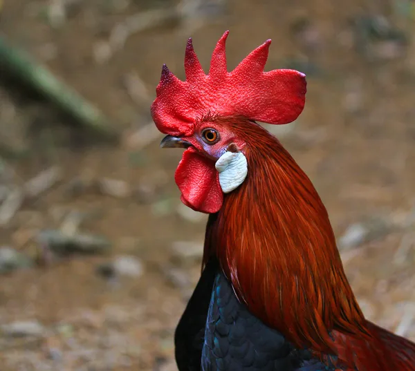 Bantam-Huhn — Stockfoto