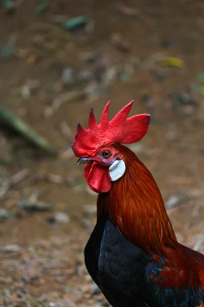 Bantam chicken — Stock Photo, Image