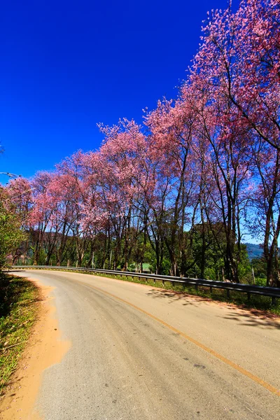 Caminho da flor de cerejeira — Fotografia de Stock