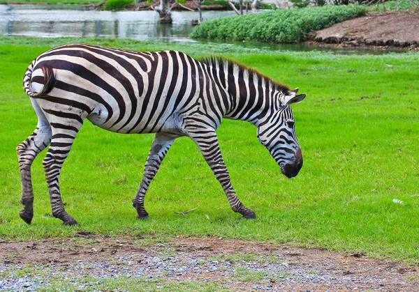 Zebra — Stock Photo, Image