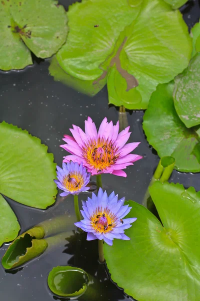 Frumos lotus — Fotografie, imagine de stoc