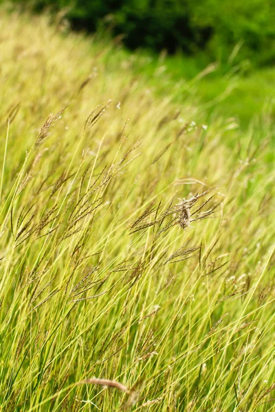 Gras — Stockfoto