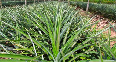 ananas satırları kauçuk ağacı altında
