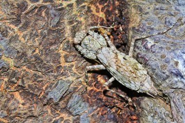 kamuflaj için çekirge